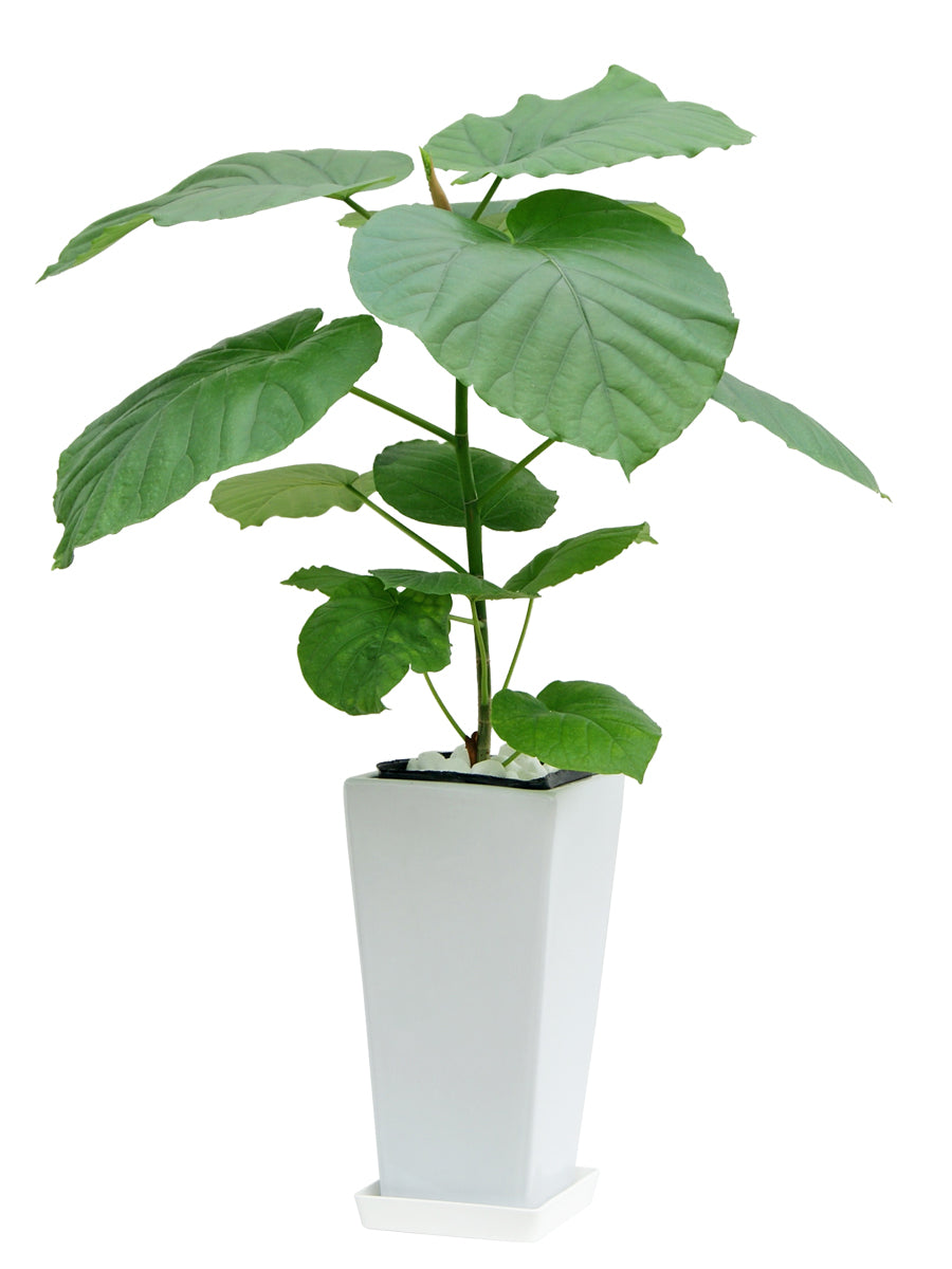 観葉植物_ウンベラータ6寸角高陶器-白