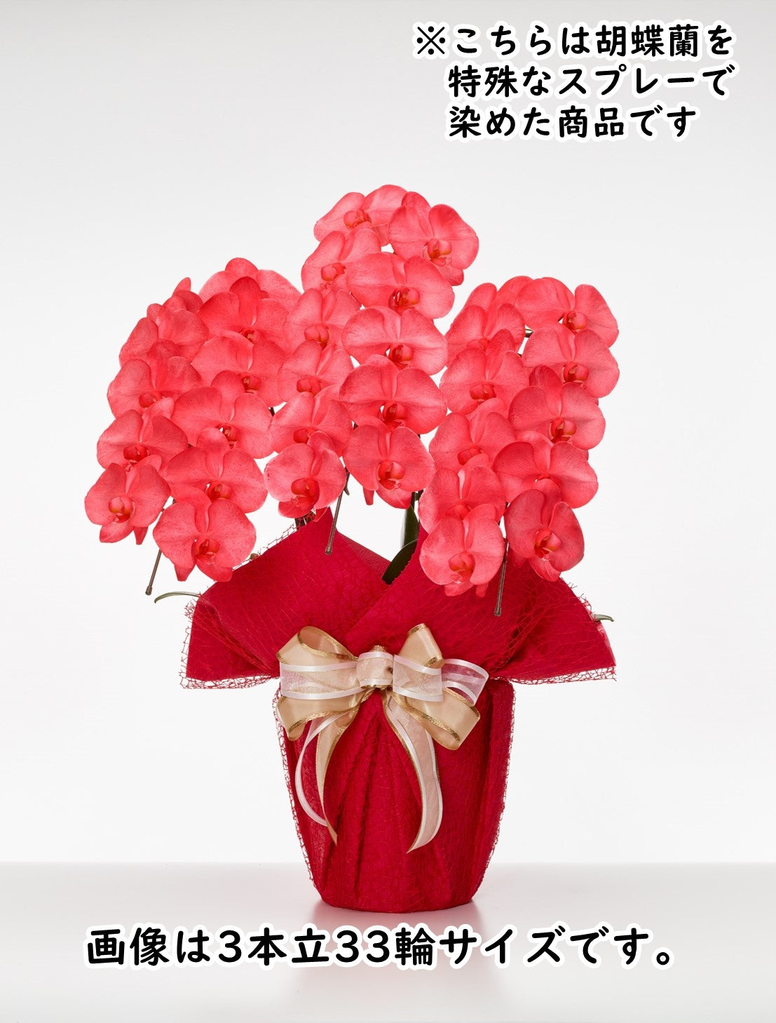 胡蝶蘭_大輪(レッド) 5本立(60輪)