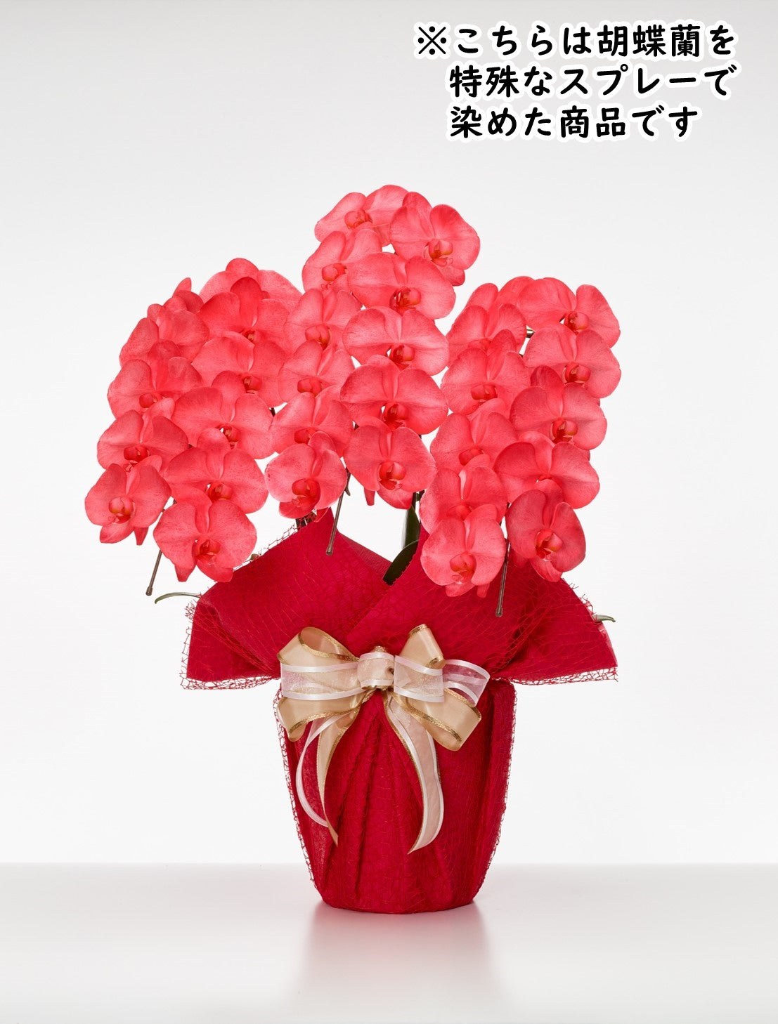 胡蝶蘭_大輪(レッド) 3本立(33輪)