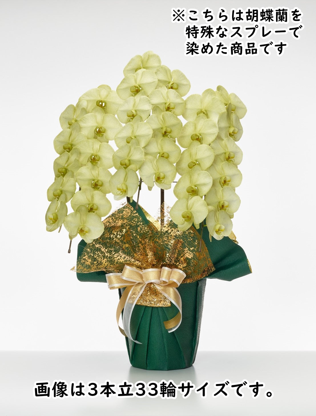 胡蝶蘭_大輪(モスグリーン) 5本立(60輪)