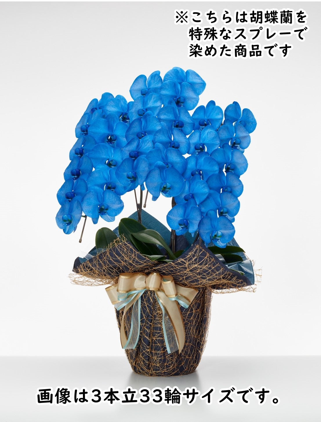 胡蝶蘭_大輪(ネイビー) 5本立(60輪)