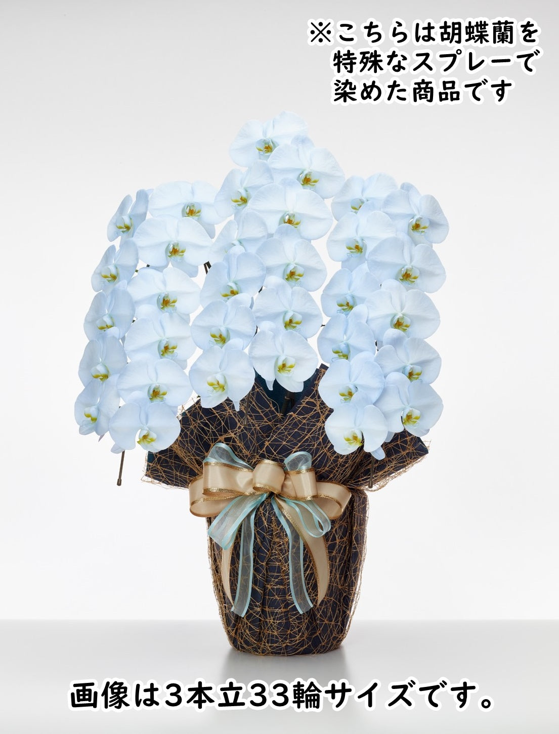 胡蝶蘭_大輪(そら) 5本立(60輪)