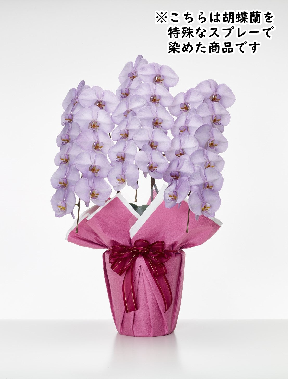 胡蝶蘭_大輪(すみれ) 3本立(33輪)