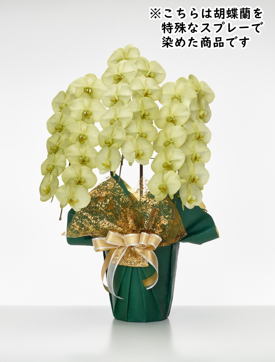 胡蝶蘭_大輪(モスグリーン) 3本立(33輪)