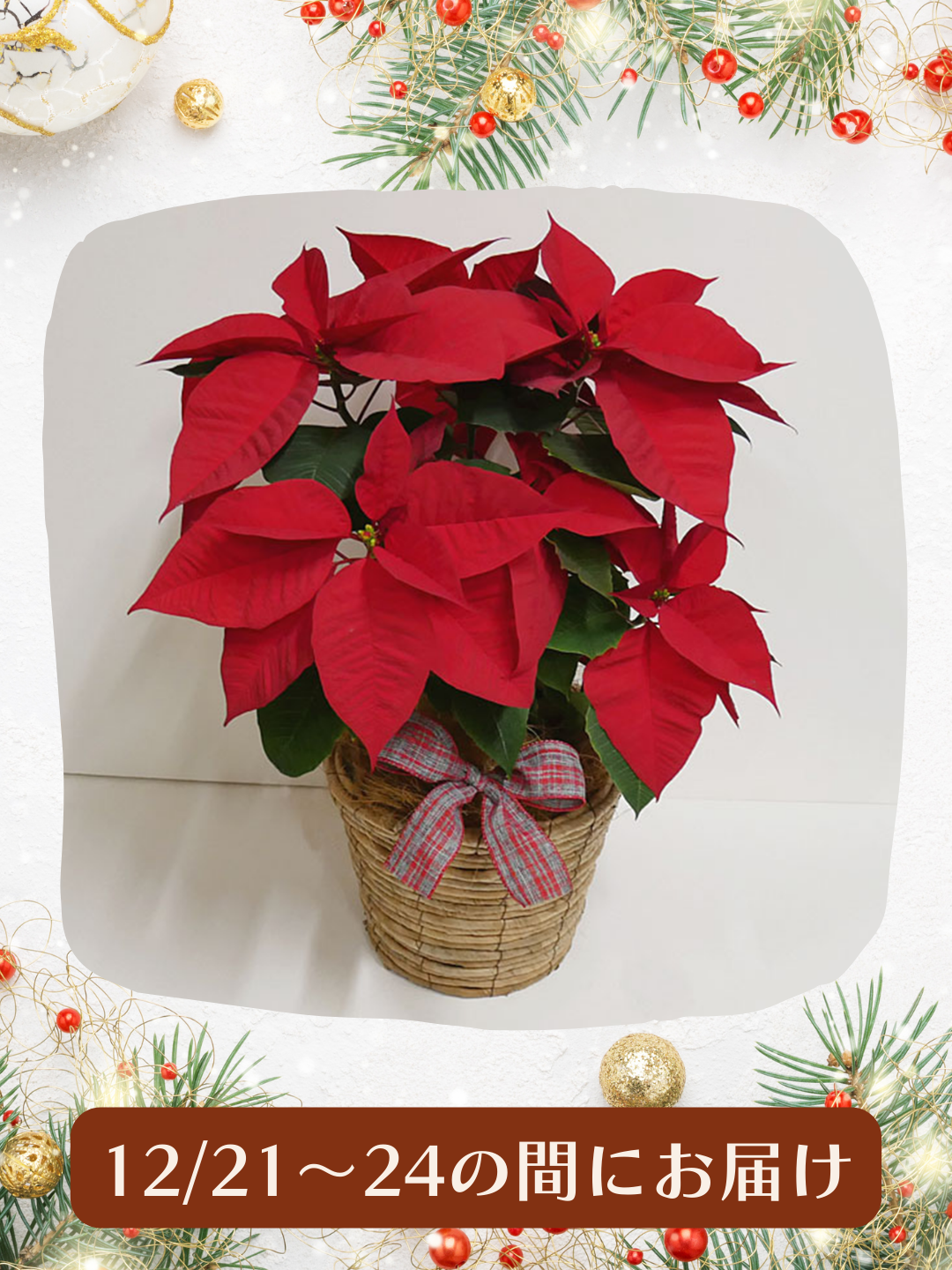 【2025年冬のギフト】鉢_ポインセチア