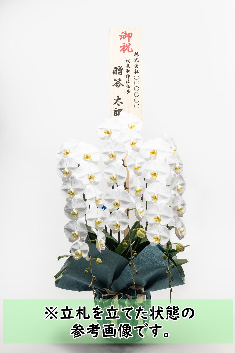 こだわり胡蝶蘭_グランブーケ大多喜大輪(白) 3本立(50輪)