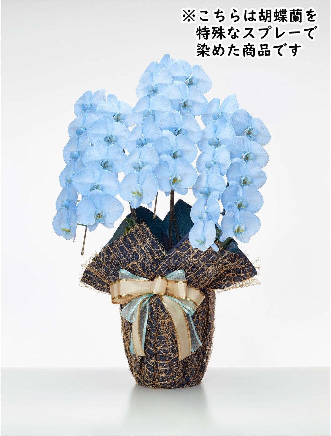 胡蝶蘭_大輪(ブルー) 3本立(33輪)