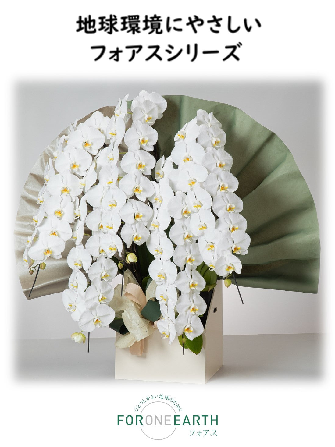 胡蝶蘭 フォアスPREMIUM5本立70輪以上