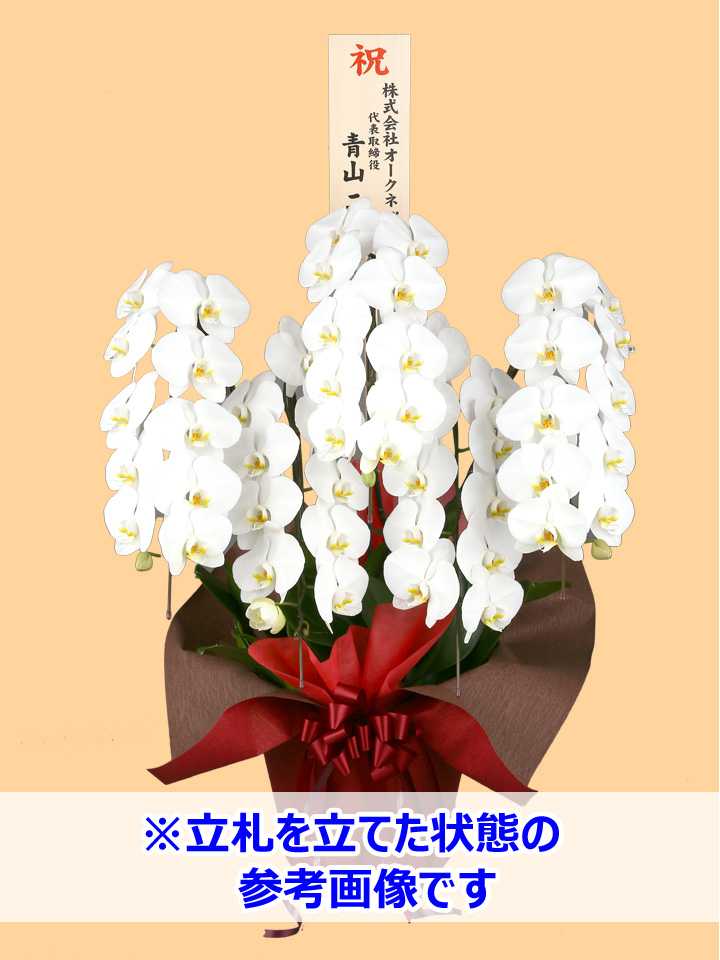 胡蝶蘭_大輪(白) 5本立(60輪)