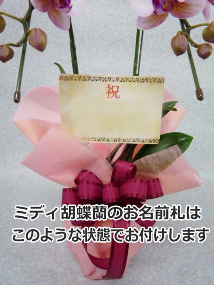 胡蝶蘭_ミディ(白) 2本