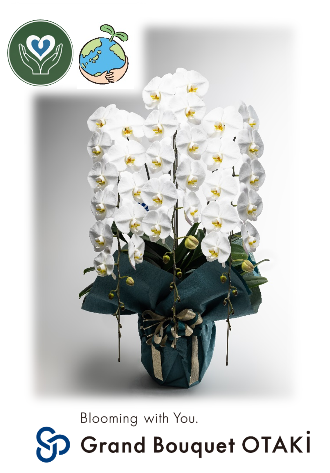 胡蝶蘭_グランブーケ大多喜エコ鉢使用 3本立45~50輪