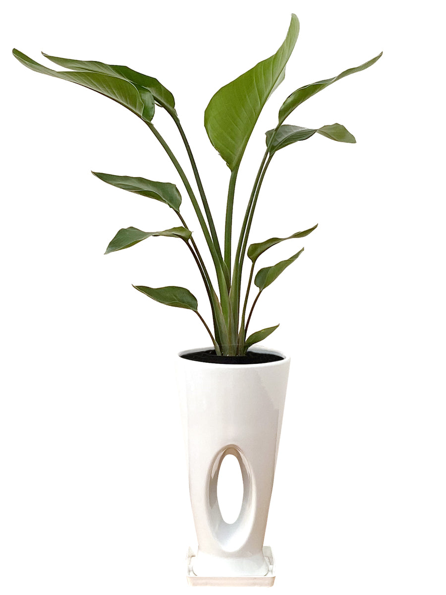 観葉植物_オーガスタ7寸穴高陶器-白