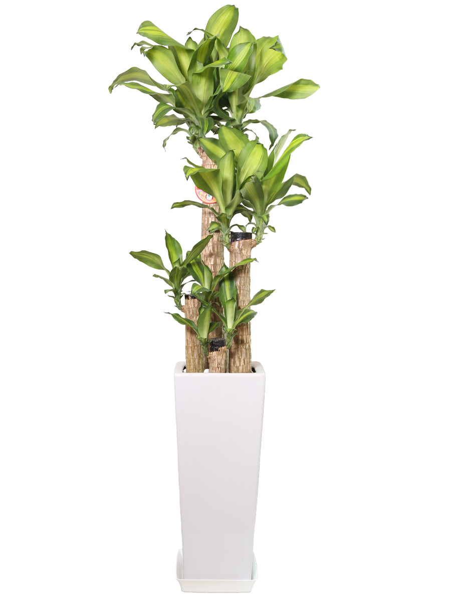 観葉植物_幸福の木8寸角高陶器-白