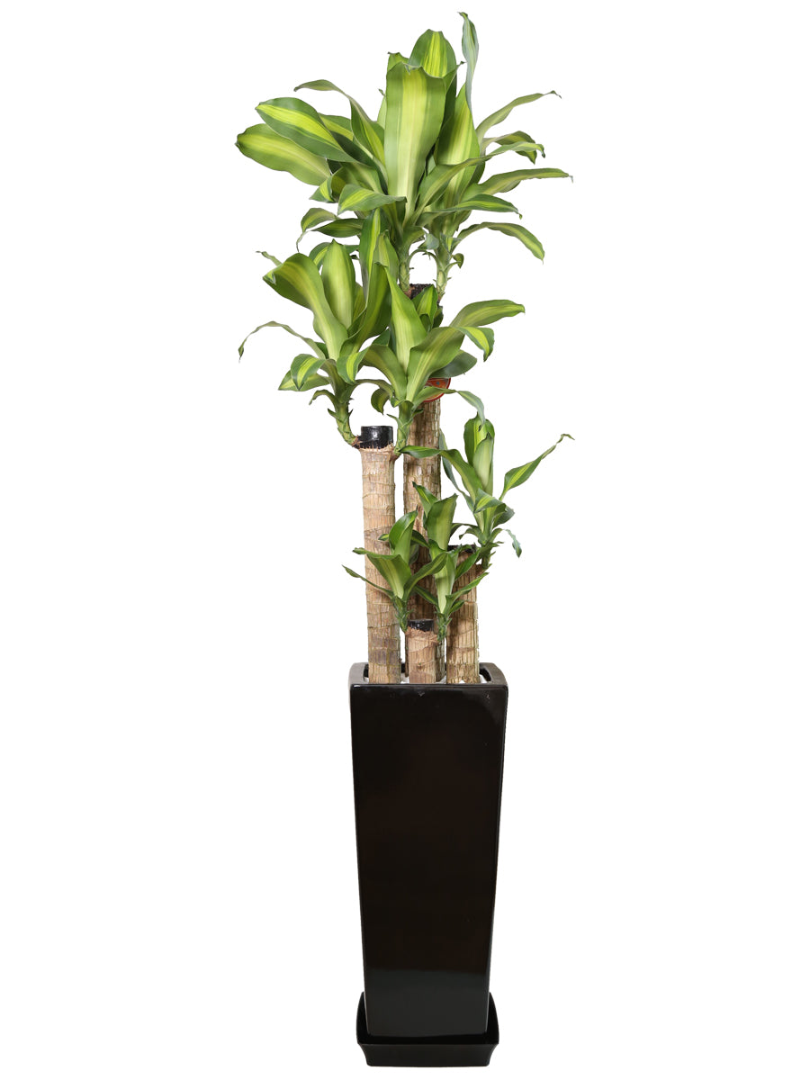 観葉植物_幸福の木8寸角高陶器-黒