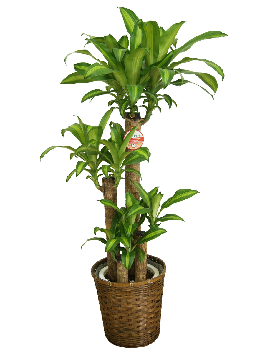 観葉植物_幸福の木8寸プラスチック(竹カゴ)
