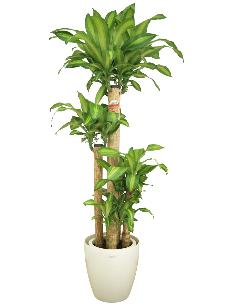 観葉植物_幸福の木尺プラスチック(鉢カバー)