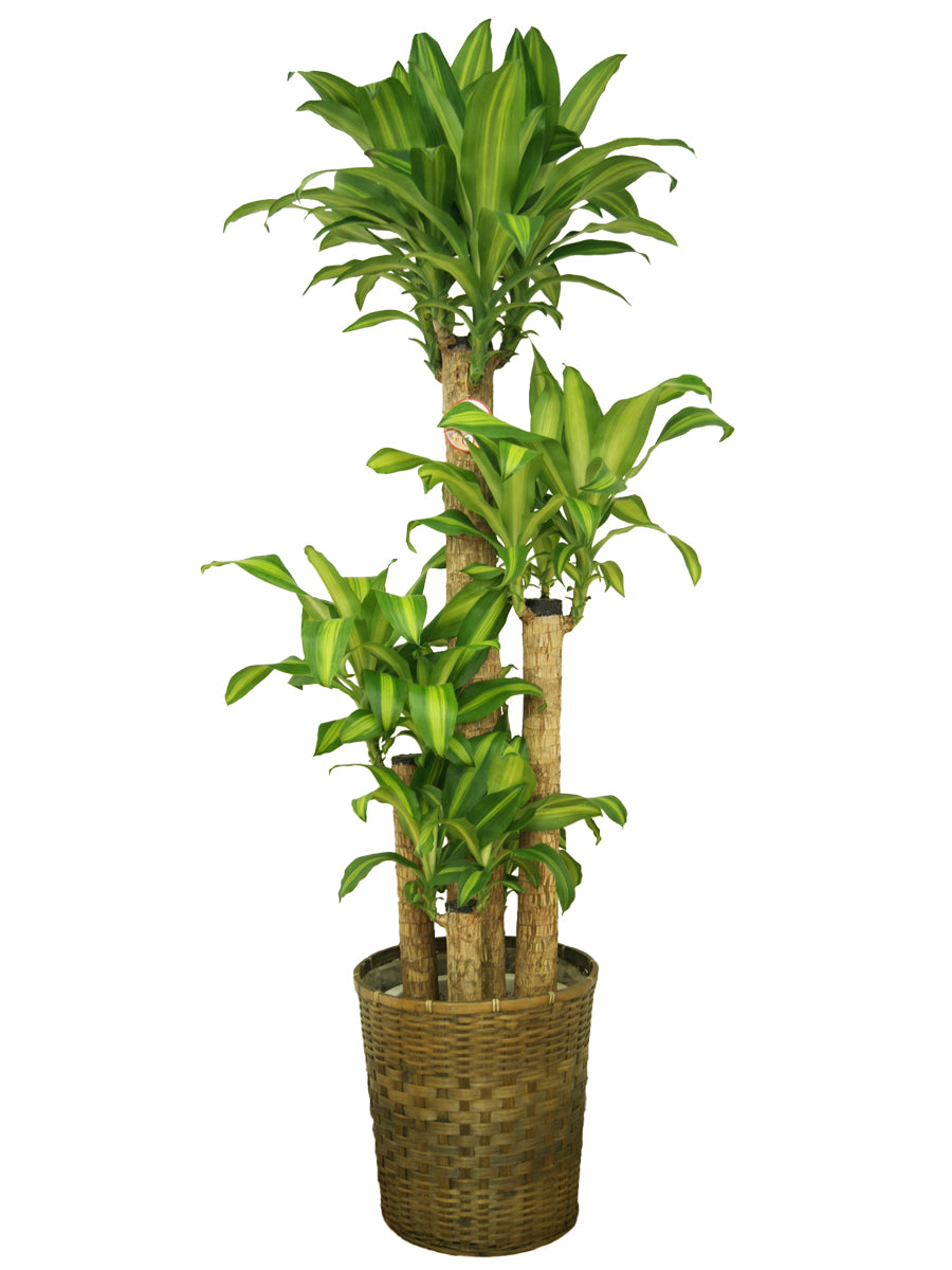観葉植物_幸福の木尺プラスチック(竹カゴ)