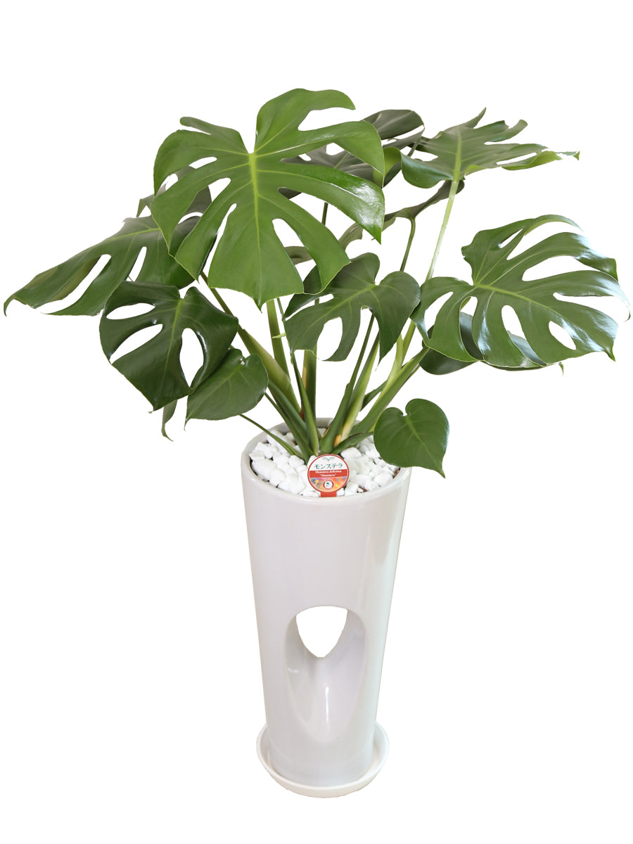 観葉植物_モンステラ7寸穴高陶器-白