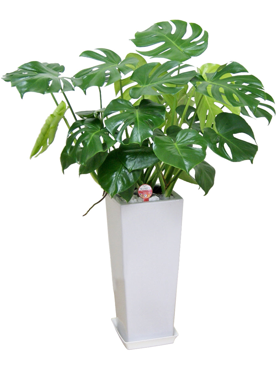 観葉植物_モンステラ8寸角高陶器