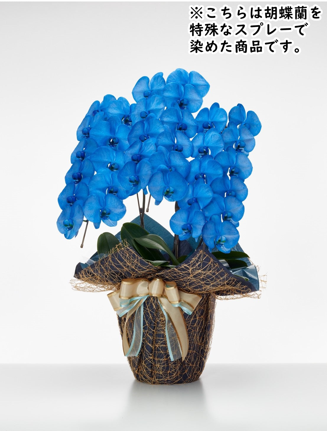 胡蝶蘭_大輪(ネイビー) 3本立(33輪)