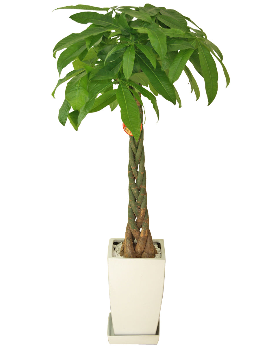 観葉植物_パキラ8寸角陶器-白