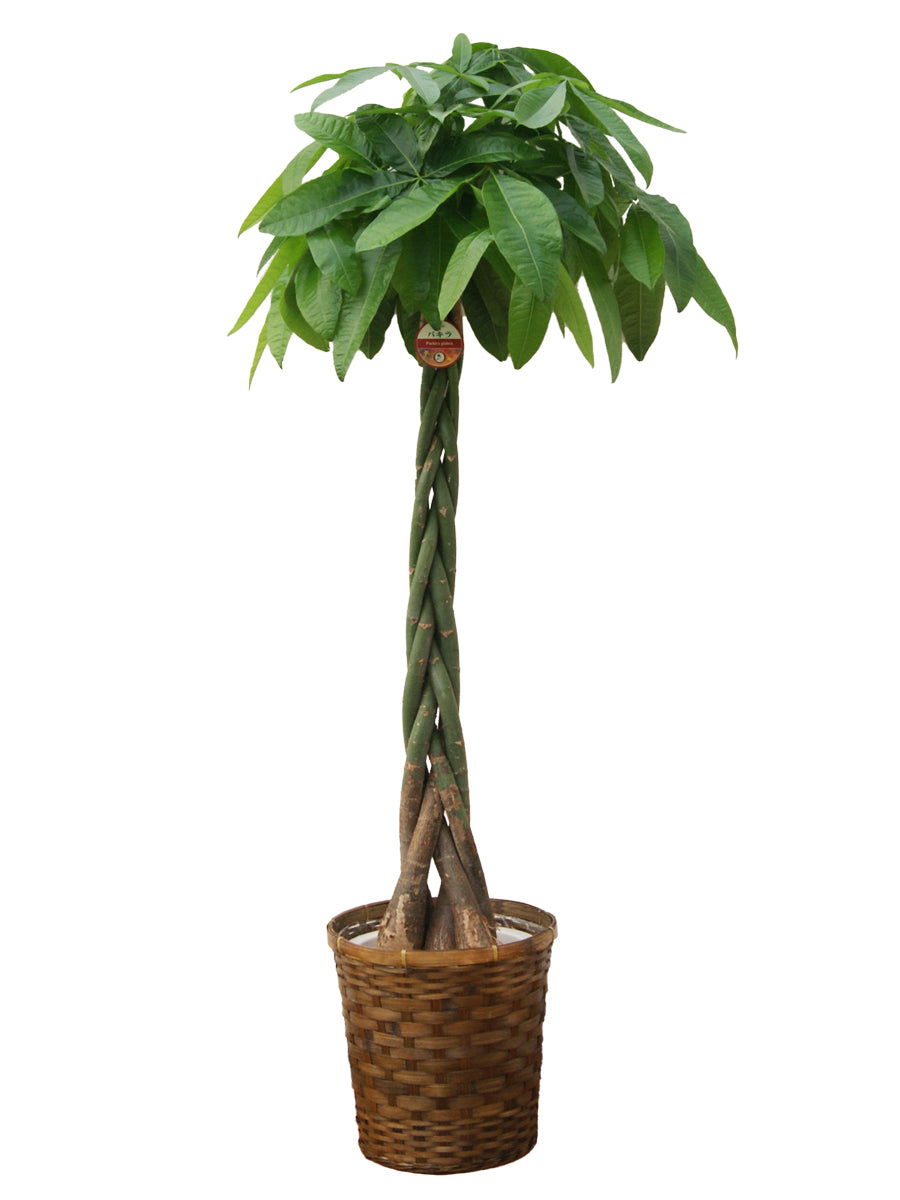 観葉植物_パキラ尺プラスチック(竹カゴ)