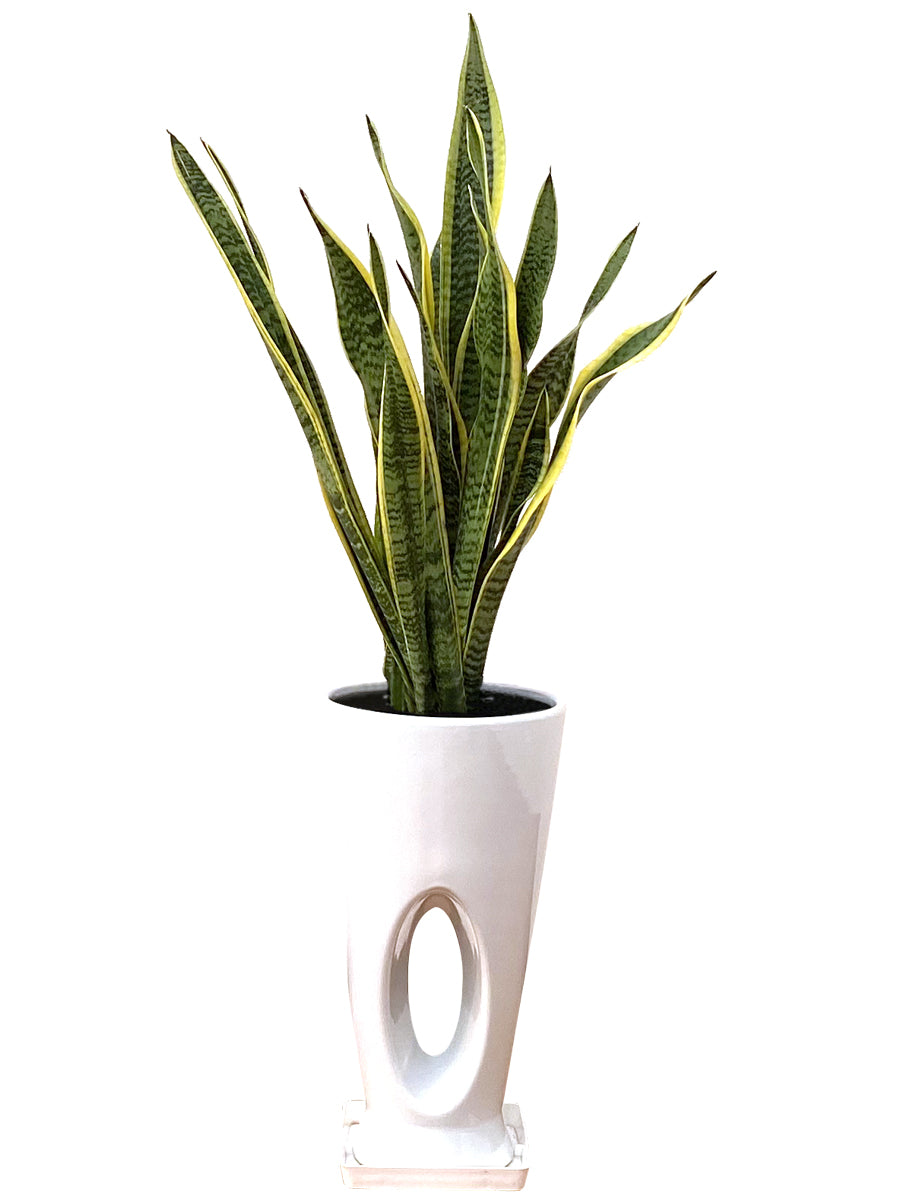 観葉植物_サンスベリア7寸穴高陶器-白
