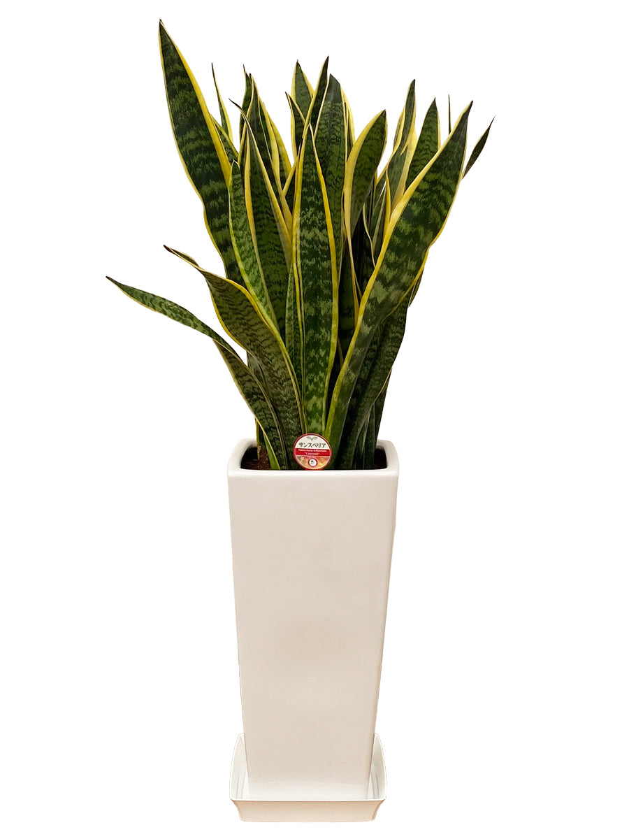 観葉植物_サンスベリア8寸角高陶器-白
