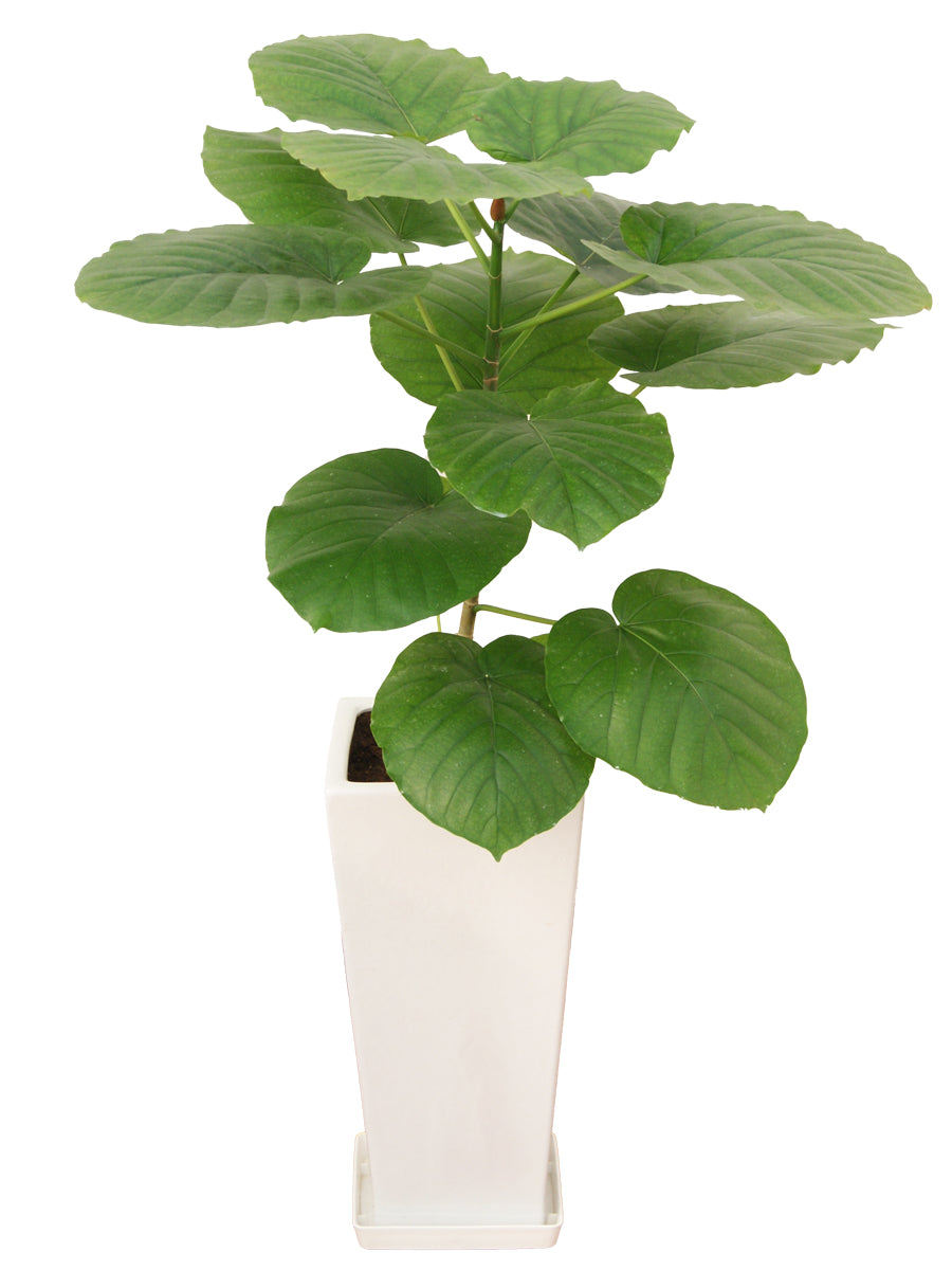 観葉植物_ウンベラータ(ストレート)7寸角高陶器-白