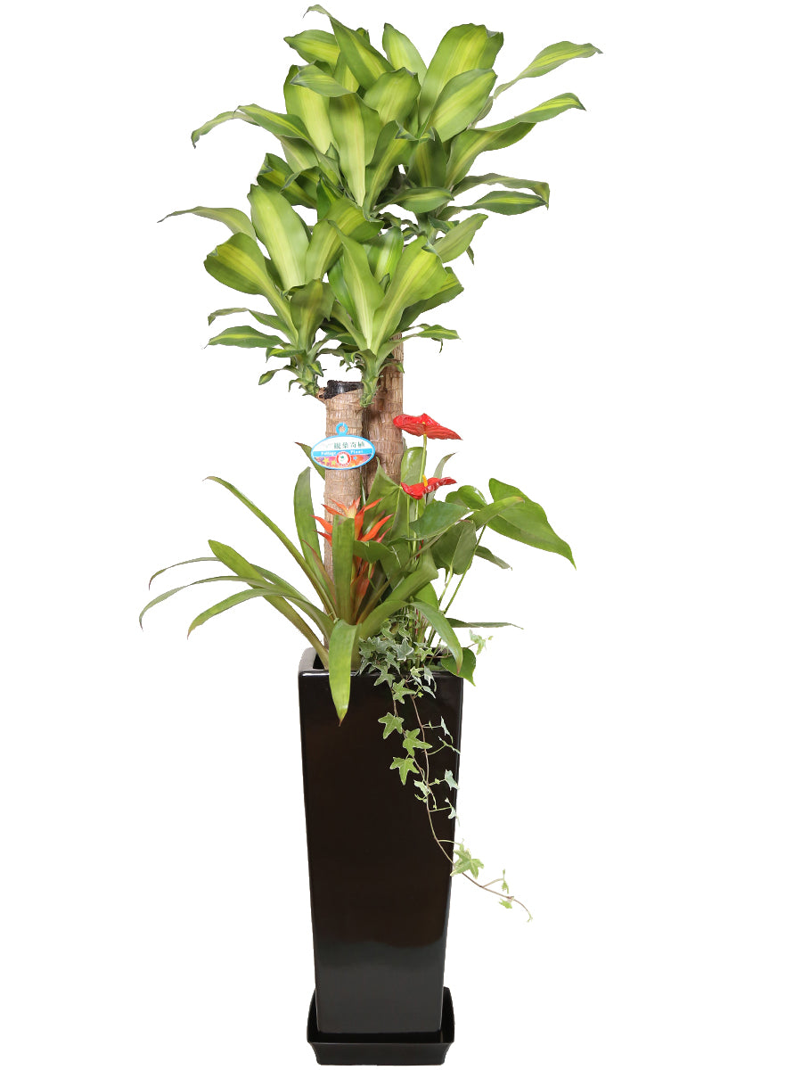 観葉植物_寄せ植え(幸福の木)8寸角高陶器-黒