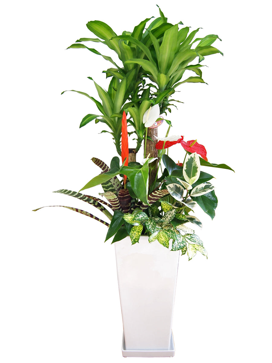 観葉植物_寄せ植え(幸福の木)尺高陶器(紅白アンスリューム入り)-白