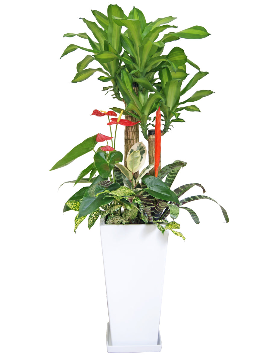 観葉植物_寄せ植え(幸福の木)尺高陶器-白