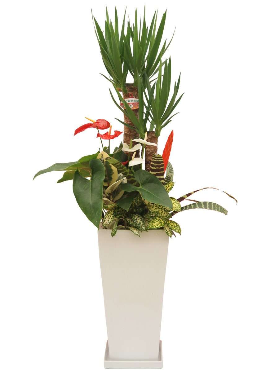 観葉植物_寄せ植え(ユッカ)尺高陶器(紅白アンスリューム入り)-白