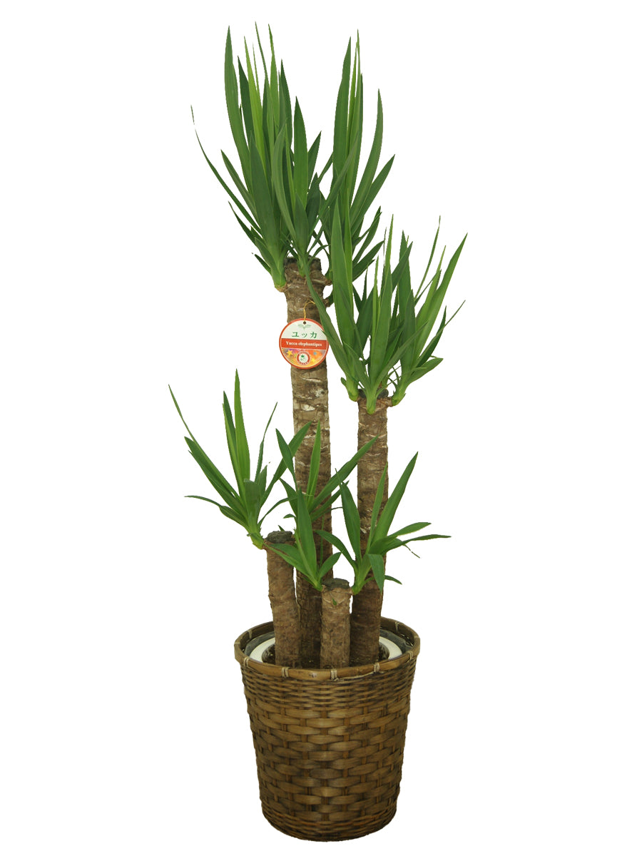 観葉植物_ユッカ8寸プラスチック(竹カゴ)