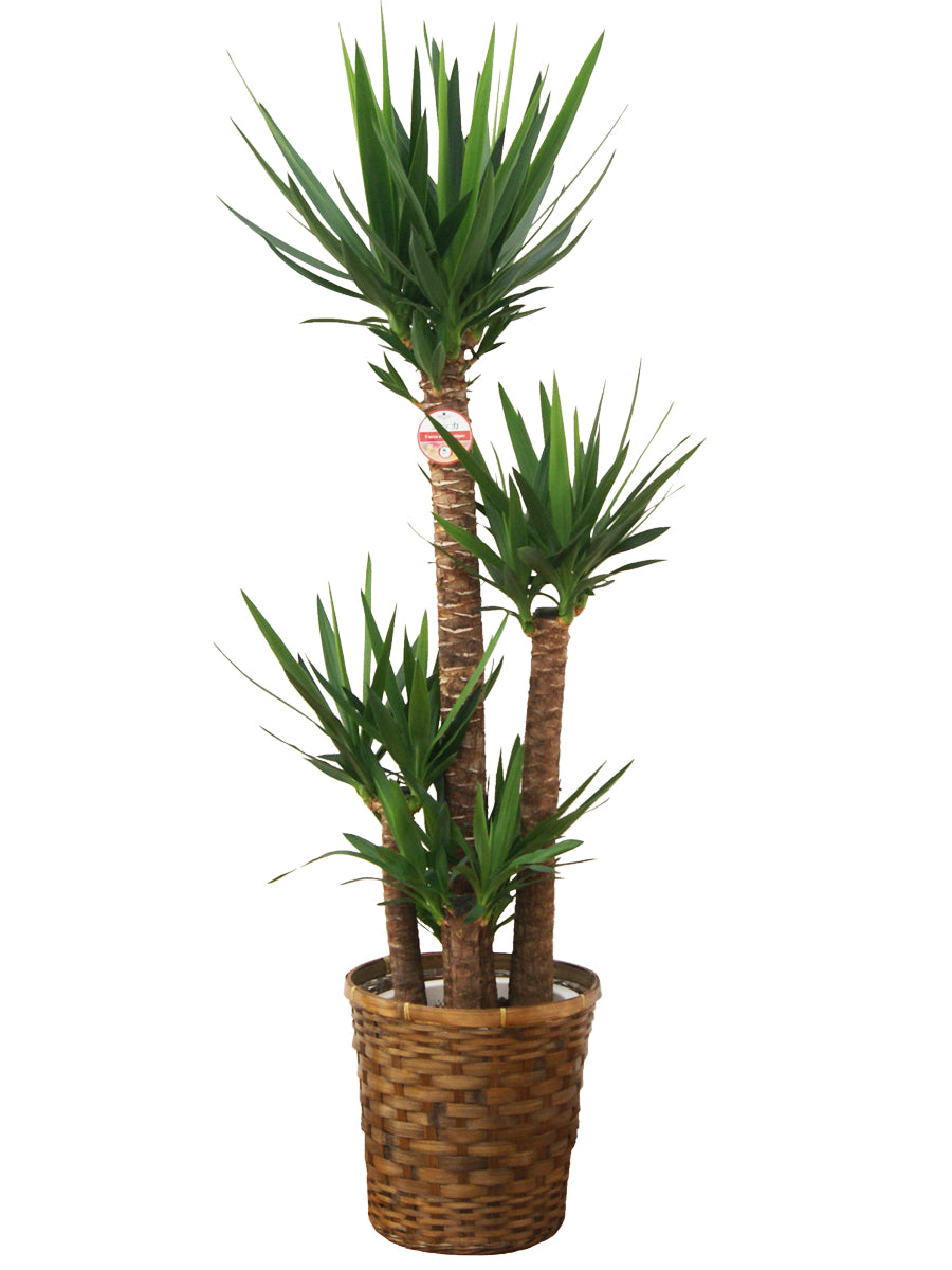 観葉植物_ユッカ尺プラスチック(竹カゴ)