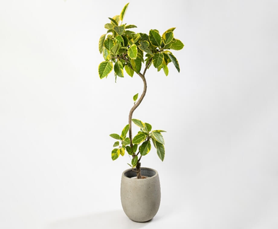 フィカス・アルティシマ