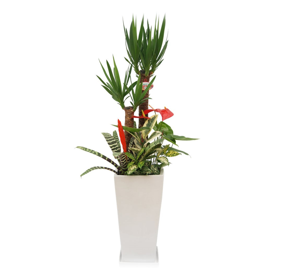 パキラミルキーウェイ 大型❗180cm❗幹太 スタンドタイプ❗ 接木 お洒落 超希少❗️白勝❗️パキラ ミルキーウェイ 接木✨ - メルカリ