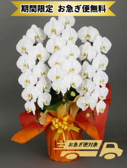胡蝶蘭_大輪(白)　3本立(36輪)