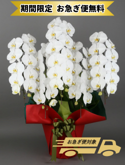 胡蝶蘭_大輪(白)　5本立(60輪)