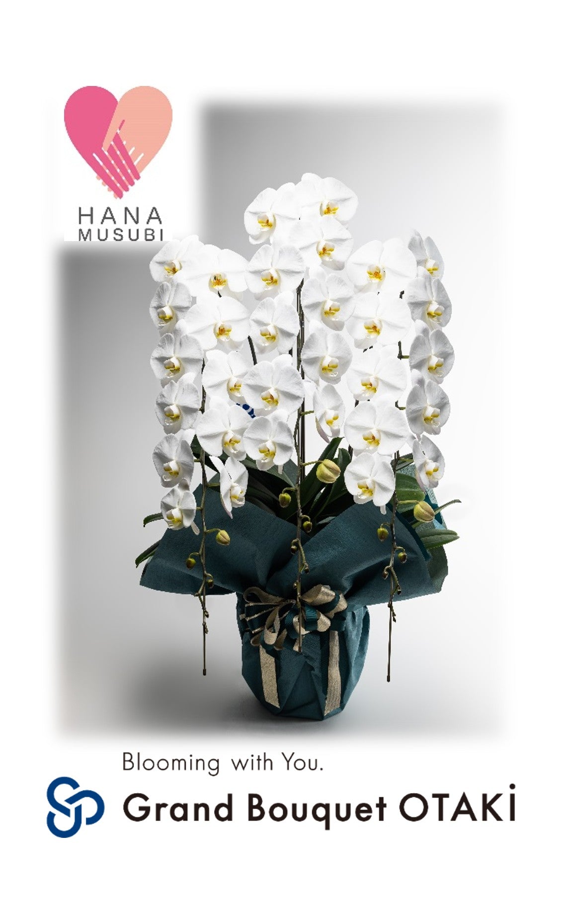 こだわり胡蝶蘭_グランブーケ大多喜大輪(白)　3本立(50輪)