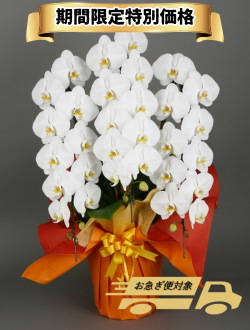 胡蝶蘭_大輪(白)　3本立(36輪)