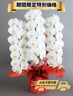 胡蝶蘭_大輪(白)　3本立(39輪)