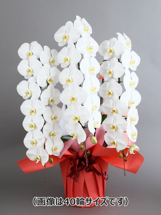 胡蝶蘭_大輪(白)　3本立(45輪)