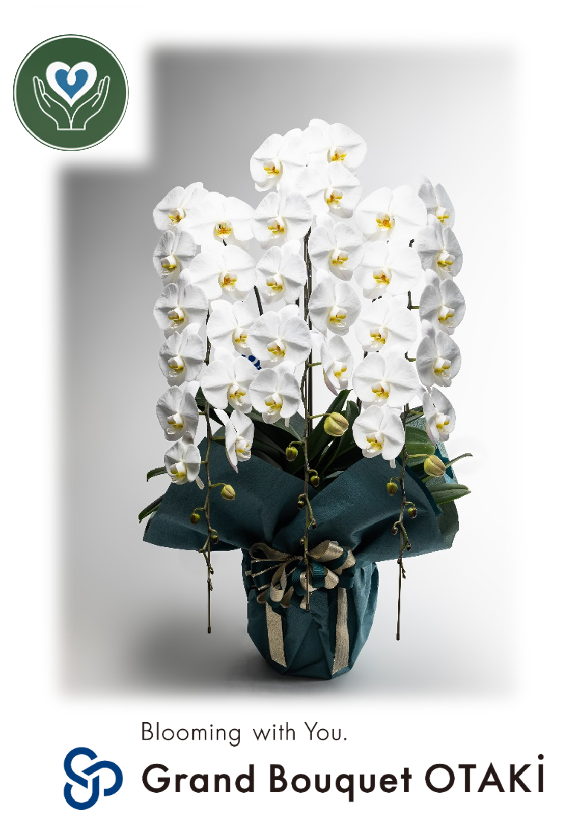こだわり胡蝶蘭_グランブーケ大多喜大輪(白)　3本立(50輪)