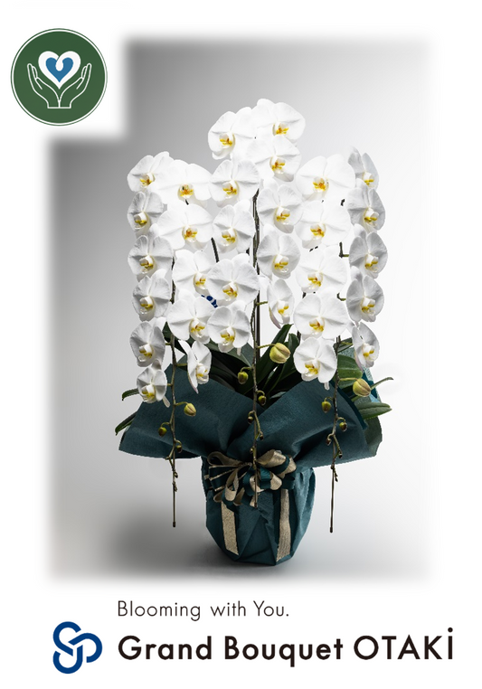 こだわり胡蝶蘭_グランブーケ大多喜大輪(白)　3本立(50輪)