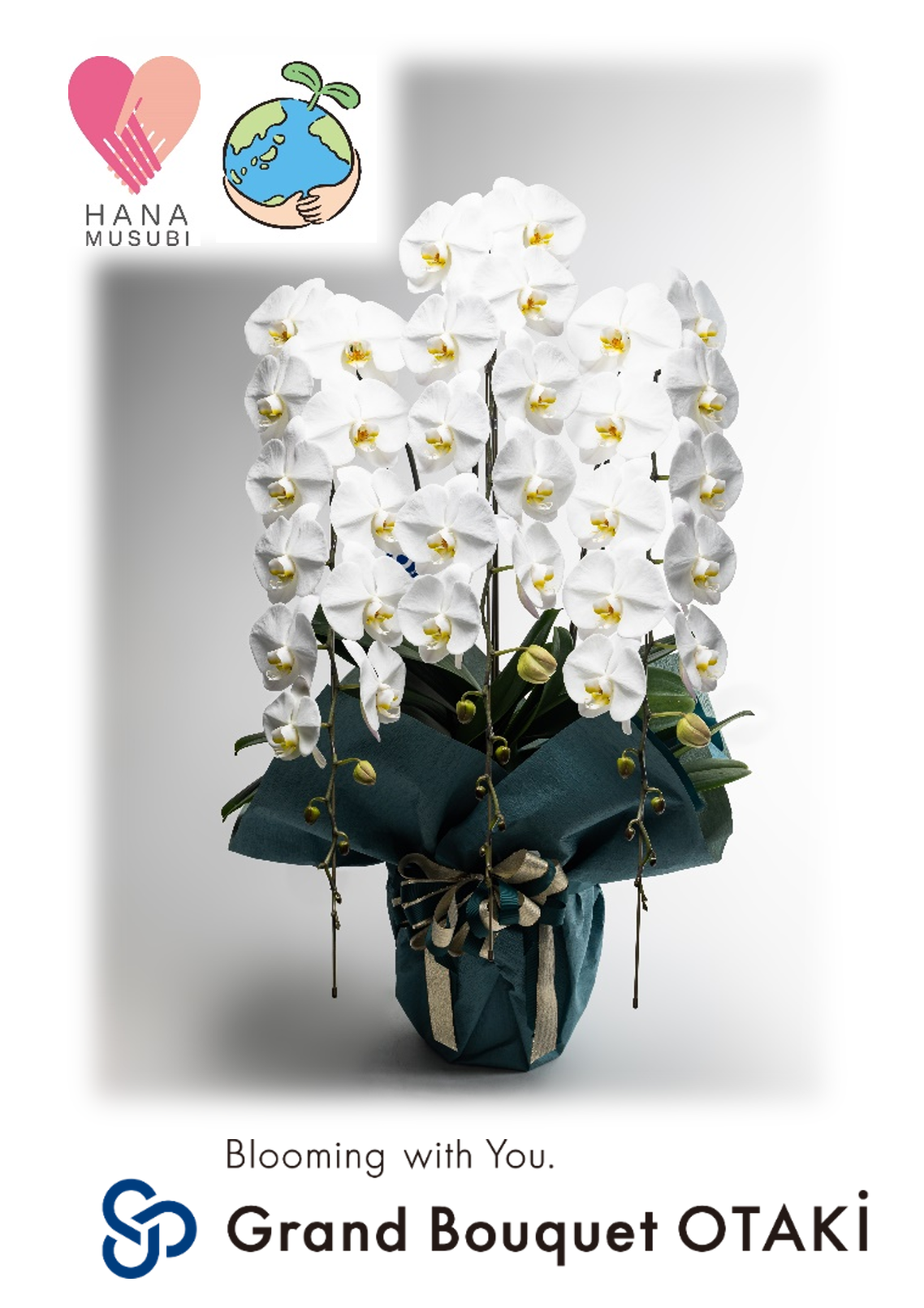 胡蝶蘭＿グランブーケ大多喜エコ鉢使用　3本立45～50輪