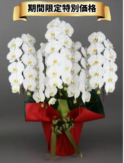 胡蝶蘭_大輪(白)　5本立(60輪)