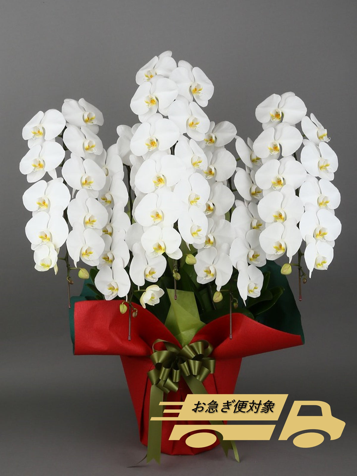 胡蝶蘭_大輪(白)　5本立(60輪)