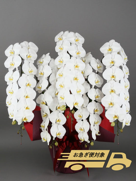 胡蝶蘭_大輪(白)　5本立(70輪)