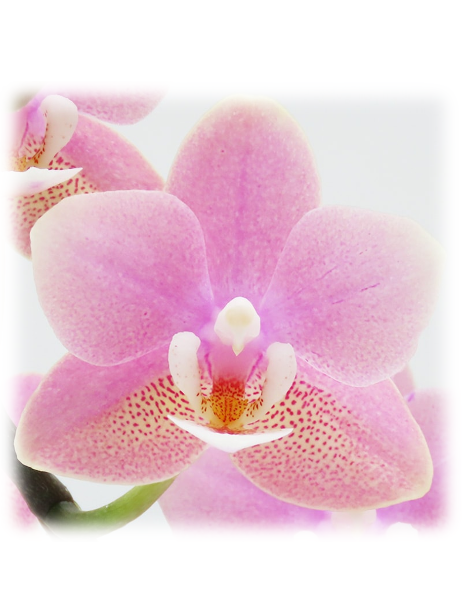 【限定商品】ミニ胡蝶蘭フローラルピンク(ダークグレー)